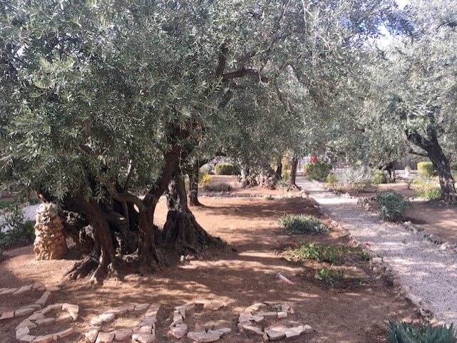 Jeesuksen ja opetuslasten oliivipuulehto.
