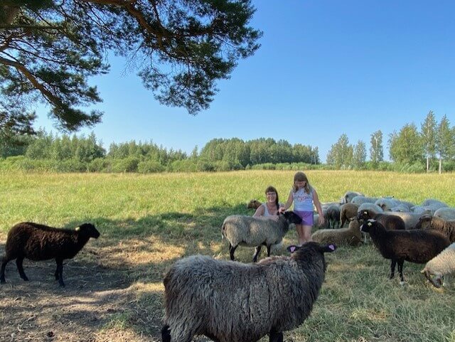 Kesäpäivä lampaiden vieraina.